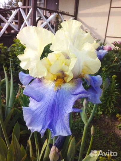 Ирисы бородатые сортовые