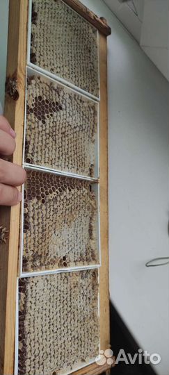 Мед 2023, Мед в сотах 2023