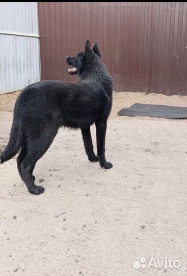 Собака бесплатно