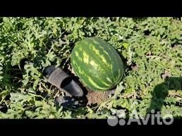 Семена арбуза