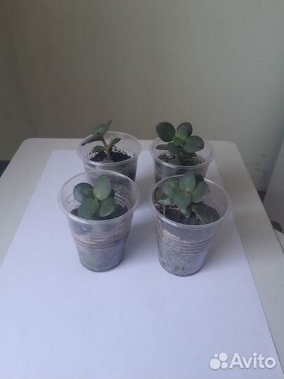 Толстянка(денежное дерево)