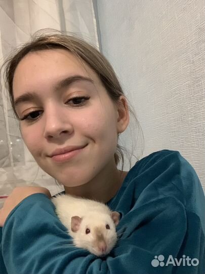 Отдам крысу с клеткой (подробности в описании)