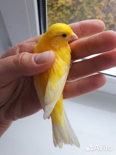 Канарейки лимонные и красные