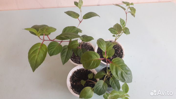 Подросшие черенки фуксий