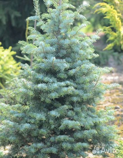 Пихта конколор