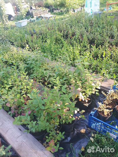 Саженцы плодово-ягодных культур