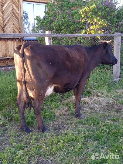 Продам коров