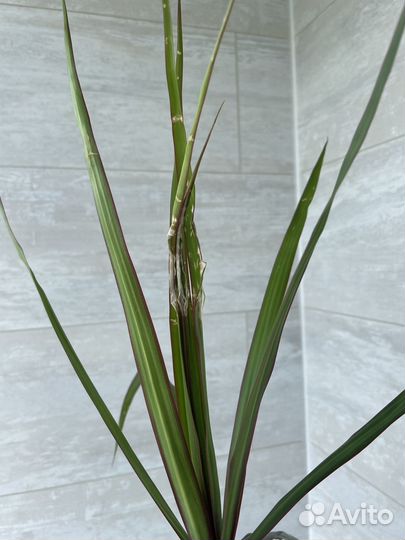 Драцена, пальма