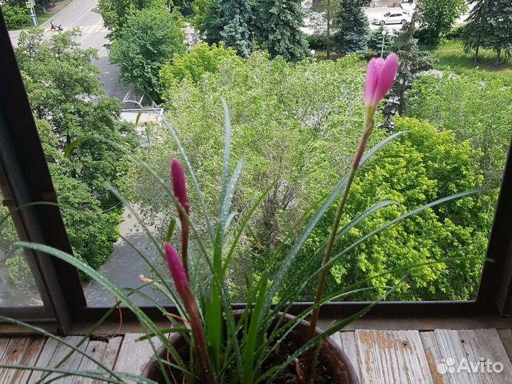 Зефирантес выскочка