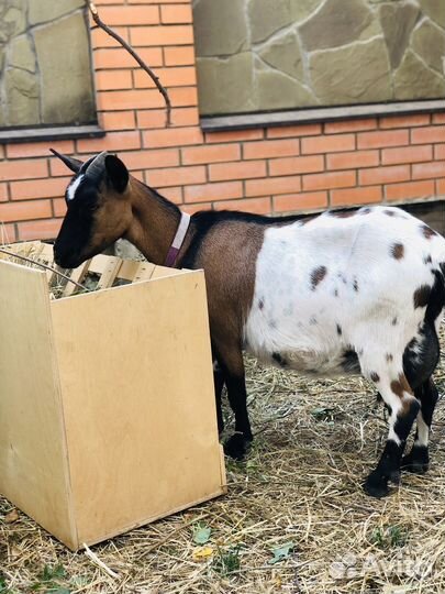 Дойная покрытая коза камерунская