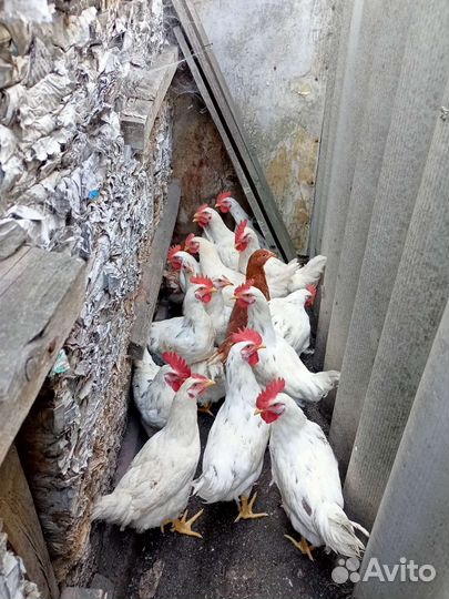 Молодые петушки Ломан Браун, Декаблт Уайт, М.Грэй