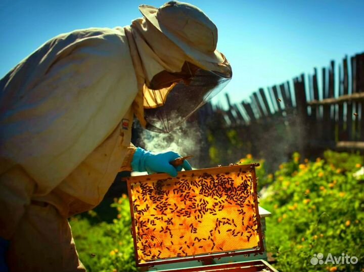 Мёд натуральный из Алтая опт