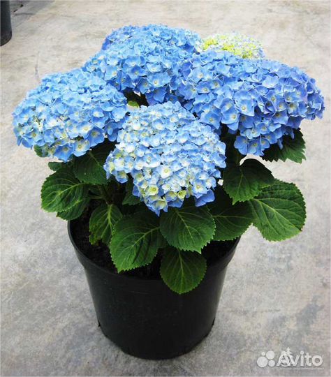 Гортензия крупнолистная садовая 3-летки