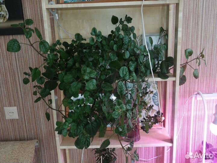 Плектрантус