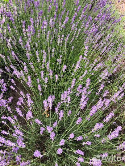 Лаванда