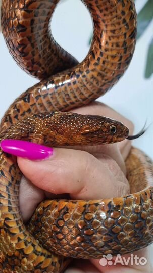 Узорчатый полоз