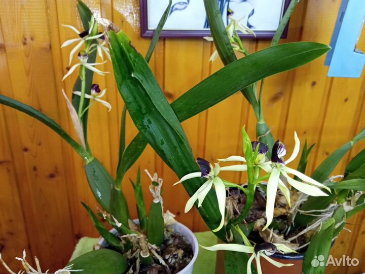 Немантус,Гинура,Орхидея,Лудизия,Жасмин