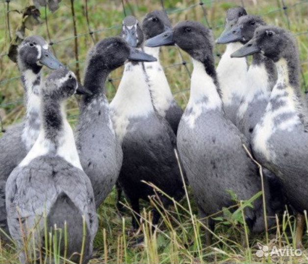 Утята Фаворит Голубой