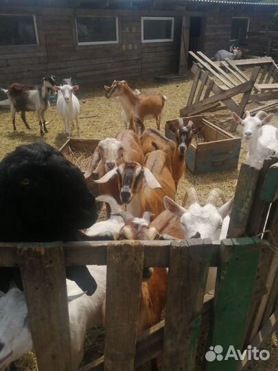 Козы дойные, козлята