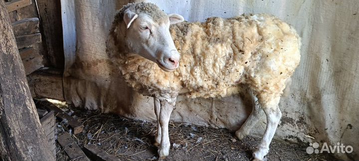 Овцы бараны