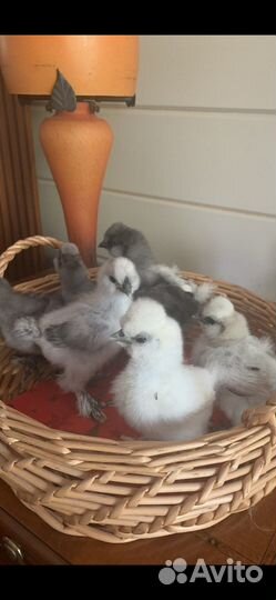 Китайские Шелковые