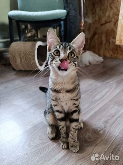 Котенок Василий