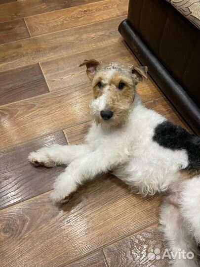 Вязка фокстерьер