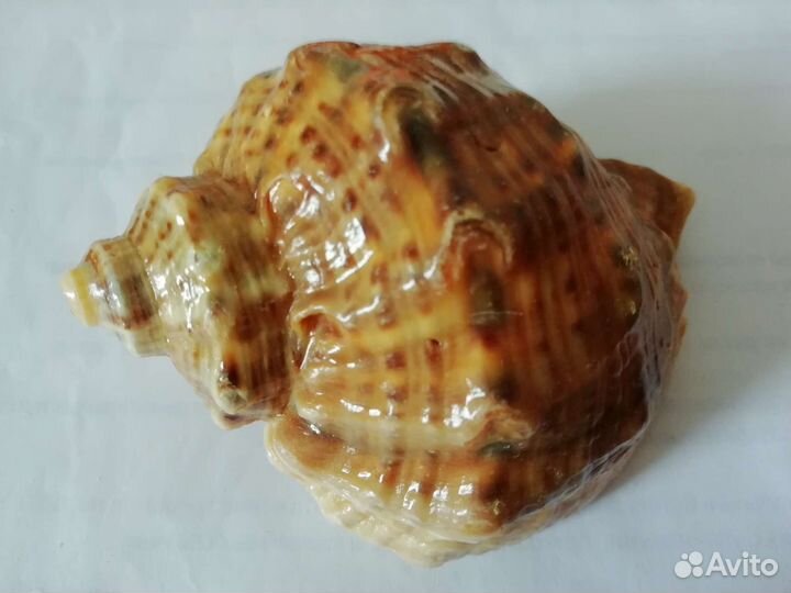 Сувенир Ракушка