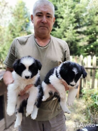 Щенки бордер колли