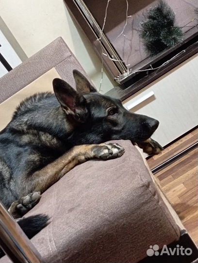 Передержка собак, кинология, выгул собак