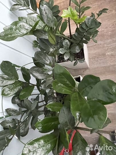 Замиокулькас