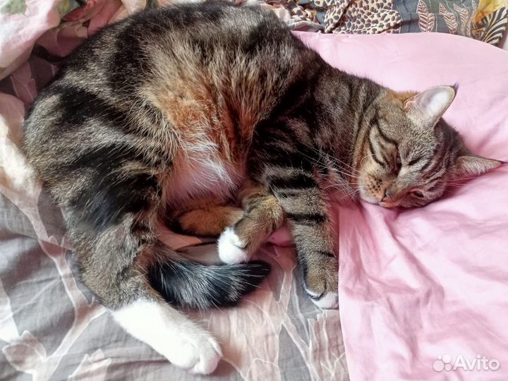 Мраморный кот в дар