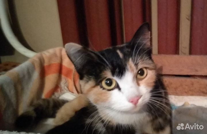 Котята в дар бесплатно