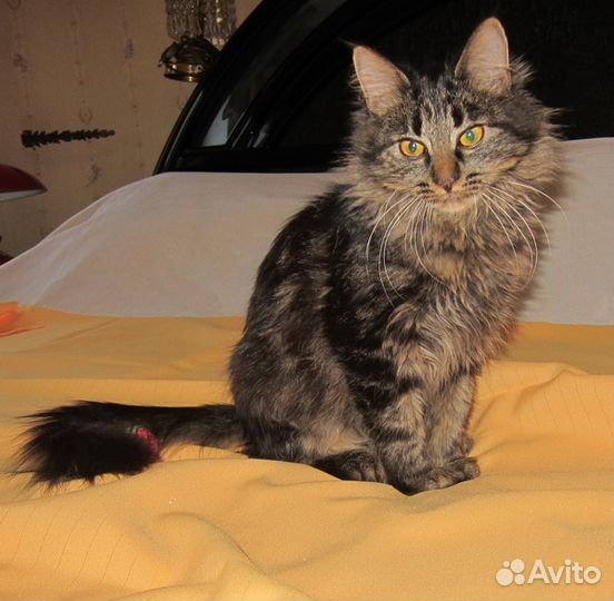 Симпатичные сибирячки ищут хозяев