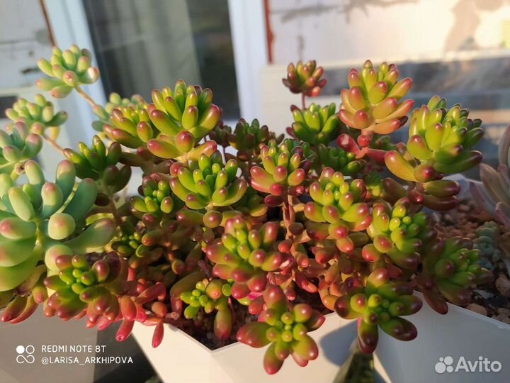 Суккуленты 4