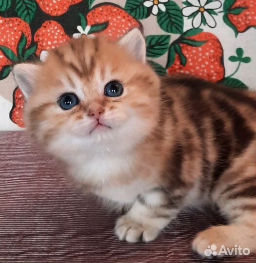 Золотые мраморные британские котята