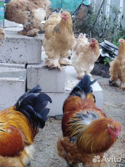 И/яйцо и Петухи породной птицы