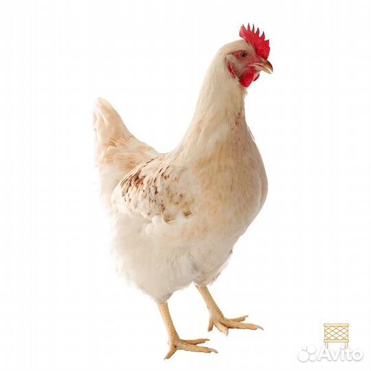 Куры несушки