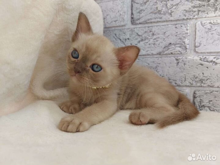 Котята бурмы