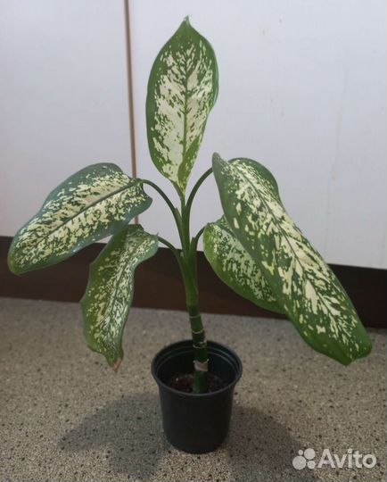 Диффенбахия