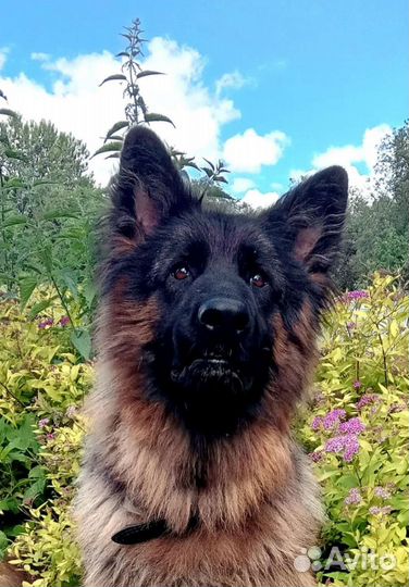 Щенок немецкой овчарки длинношерстный
