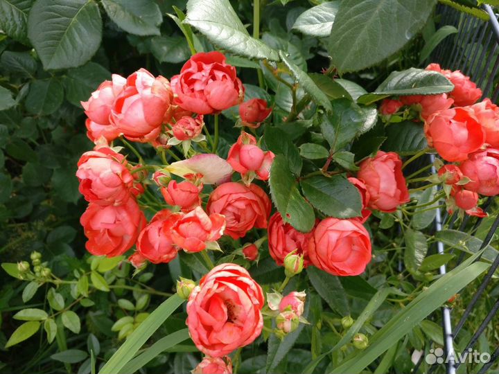 Саженцы полиантовых обильноцветущих роз