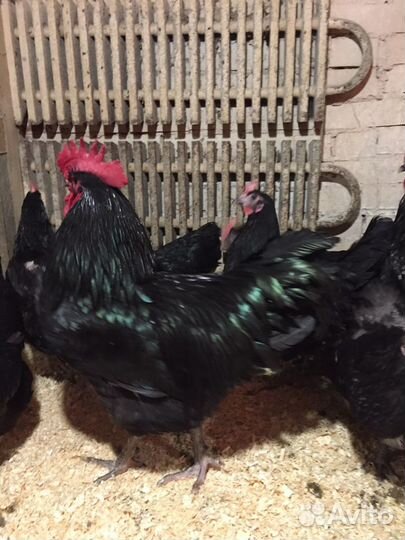 Джерсийский гигант куры цыплята яйцо доставка