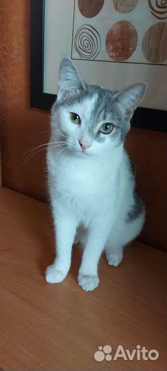 Кошки в добрые руки