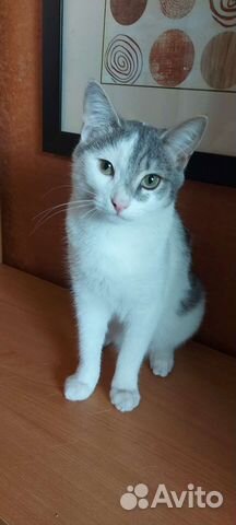 Кошки в добрые руки