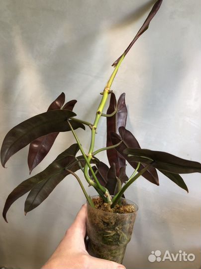 Филолендрон atabapoense