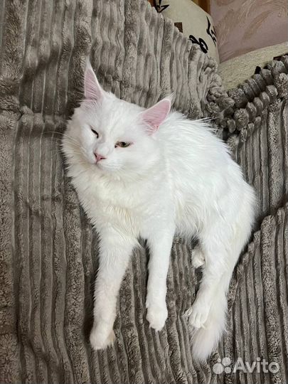 Кот мэйн-кун
