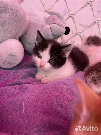 Милые котята