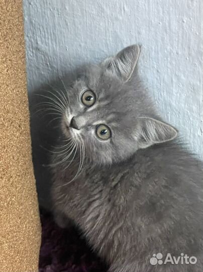 Котята британской кошки