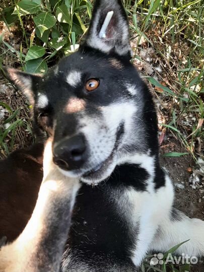 Собака в добрые руки